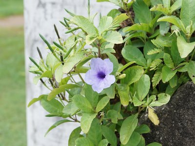 Ruellia