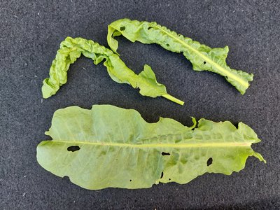 Rumex