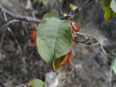Ruprechtia