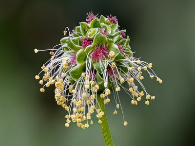 Salad Burnet