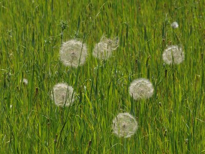 Salsify