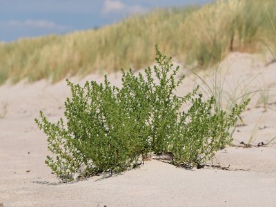 Saltwort
