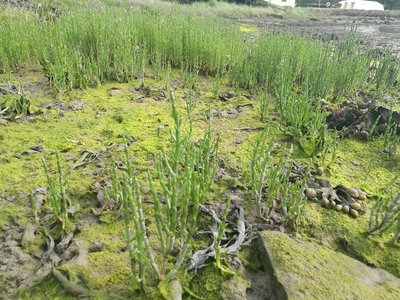 Samphire