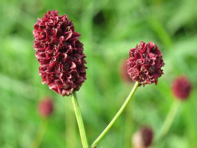 Sanguisorba