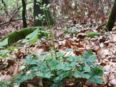 Sanicle