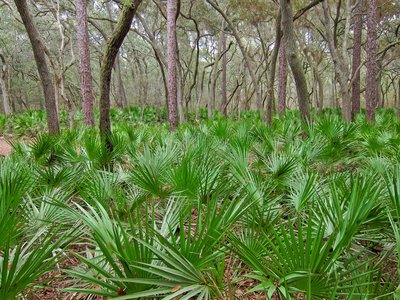 Saw Palmetto