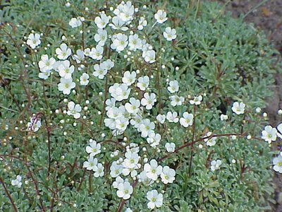 Saxifrage