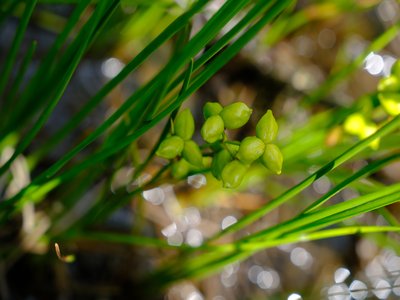 Scheuchzeria