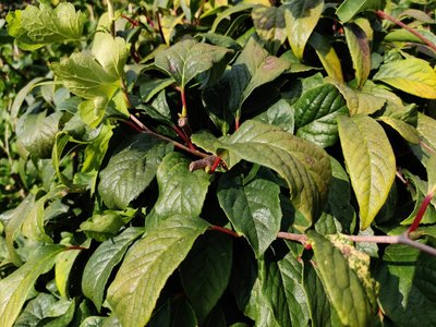 Schisandra