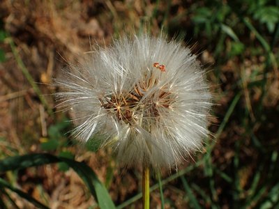 Scorzonera