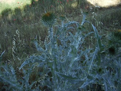 Scotch Thistle