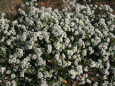 Scurvy Grass