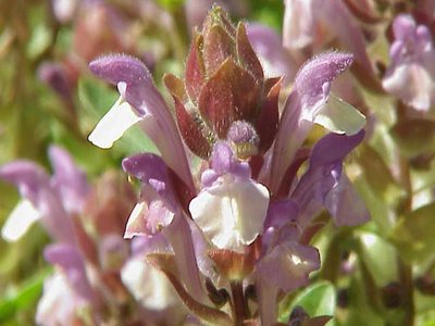Scutellaria