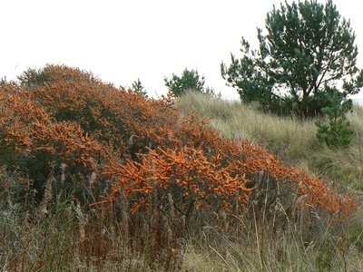 Sea Buckthorn