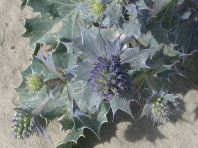 Sea Holly