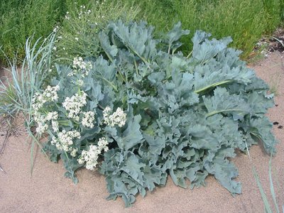 Sea Kale