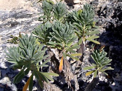 Sea Lavender
