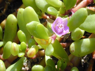 Sea Purslane
