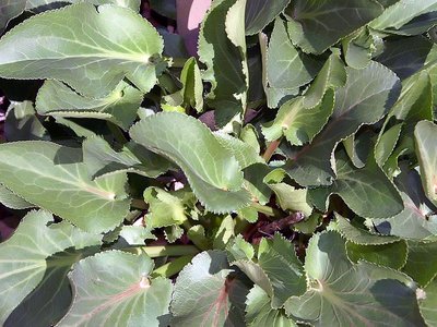 Seaholly