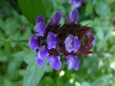 Selfheal