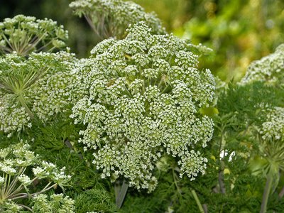 Selinum