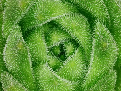 Sempervivum