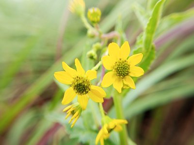 Senecio