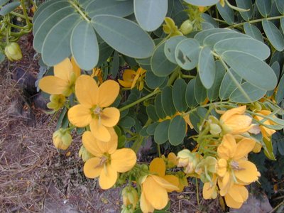 Senna