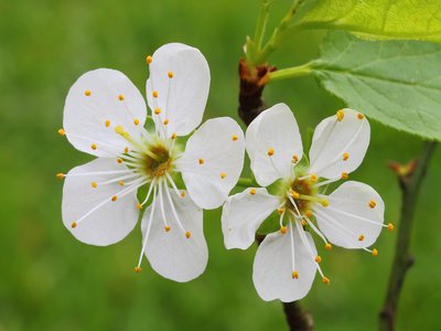 Serviceberry