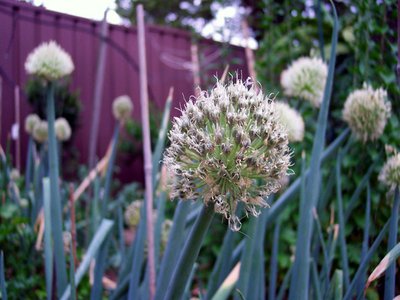 Shallot