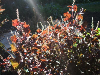 Shiso