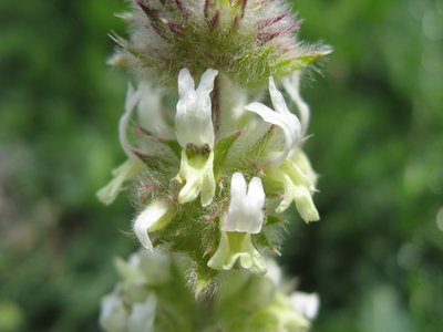 Sideritis