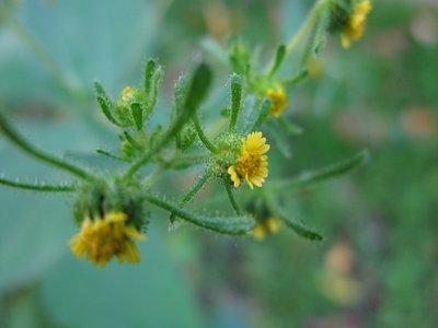 Siegesbeckia
