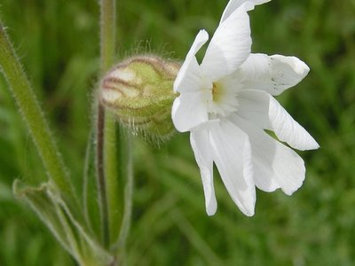 Silene