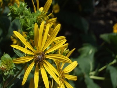 Silphium