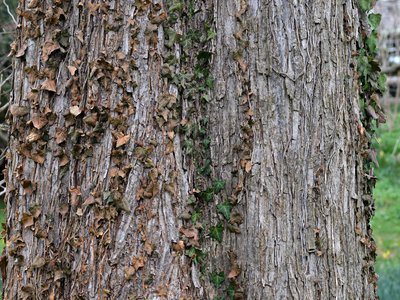 Slippery Elm