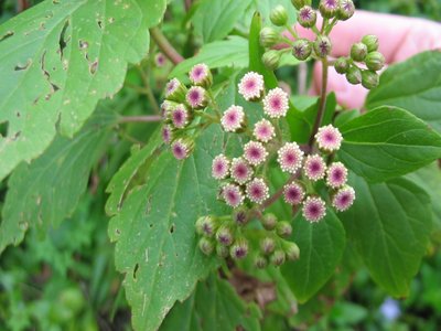 Snakeroot