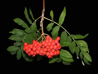 Sorbus