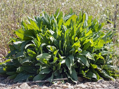 Sorrel