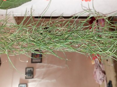 Spanish Moss