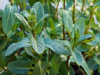 Spearmint