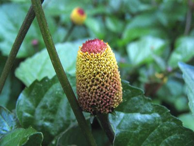 Spilanthes