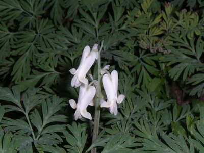 Squirrel Corn