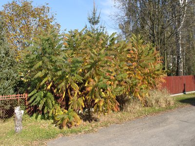 Staghorn Sumac