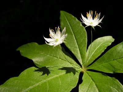 Starflower