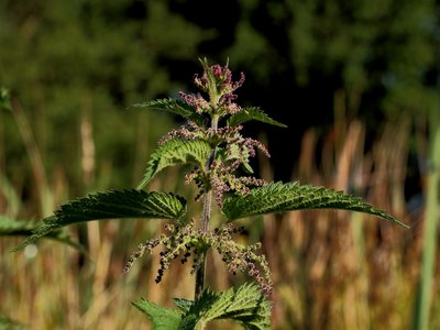 Stinging Nettle