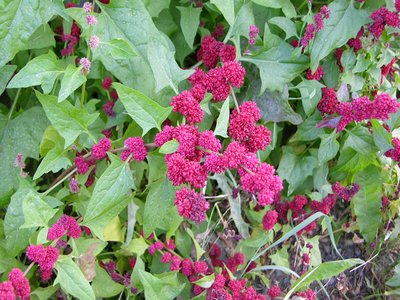 Strawberry Spinach