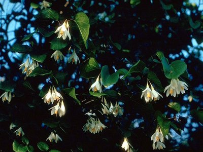 Styrax