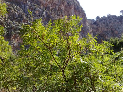 Sumac