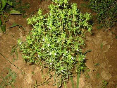 Summer savory